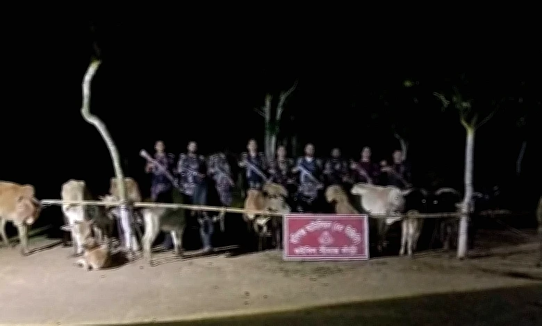 হবিগঞ্জ সীমান্তে বিজিবির অভিযানে ২৪টি ভারতীয় গরু জব্দ